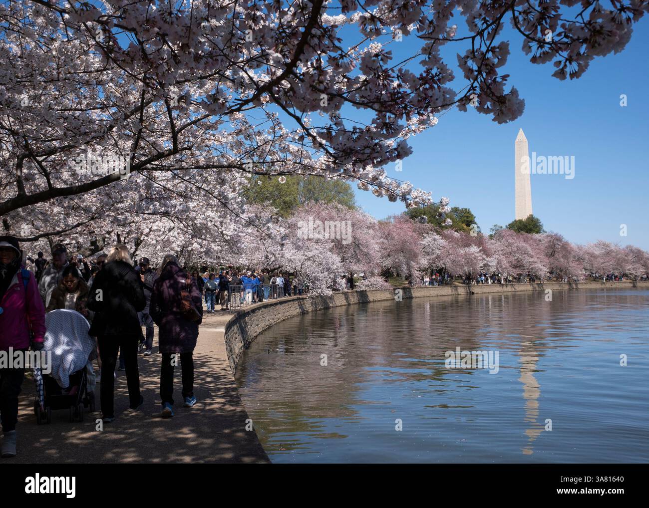 I fiori di ciliegio fioriscono lungo il bacino di marea a Washington, DC il 27 marzo 2025. Il National Park Service ha annunciato che le date di picco previste per la fioritura dei ciliegi saranno questo fine settimana, tra il 28 e il 31 marzo. Foto Stock