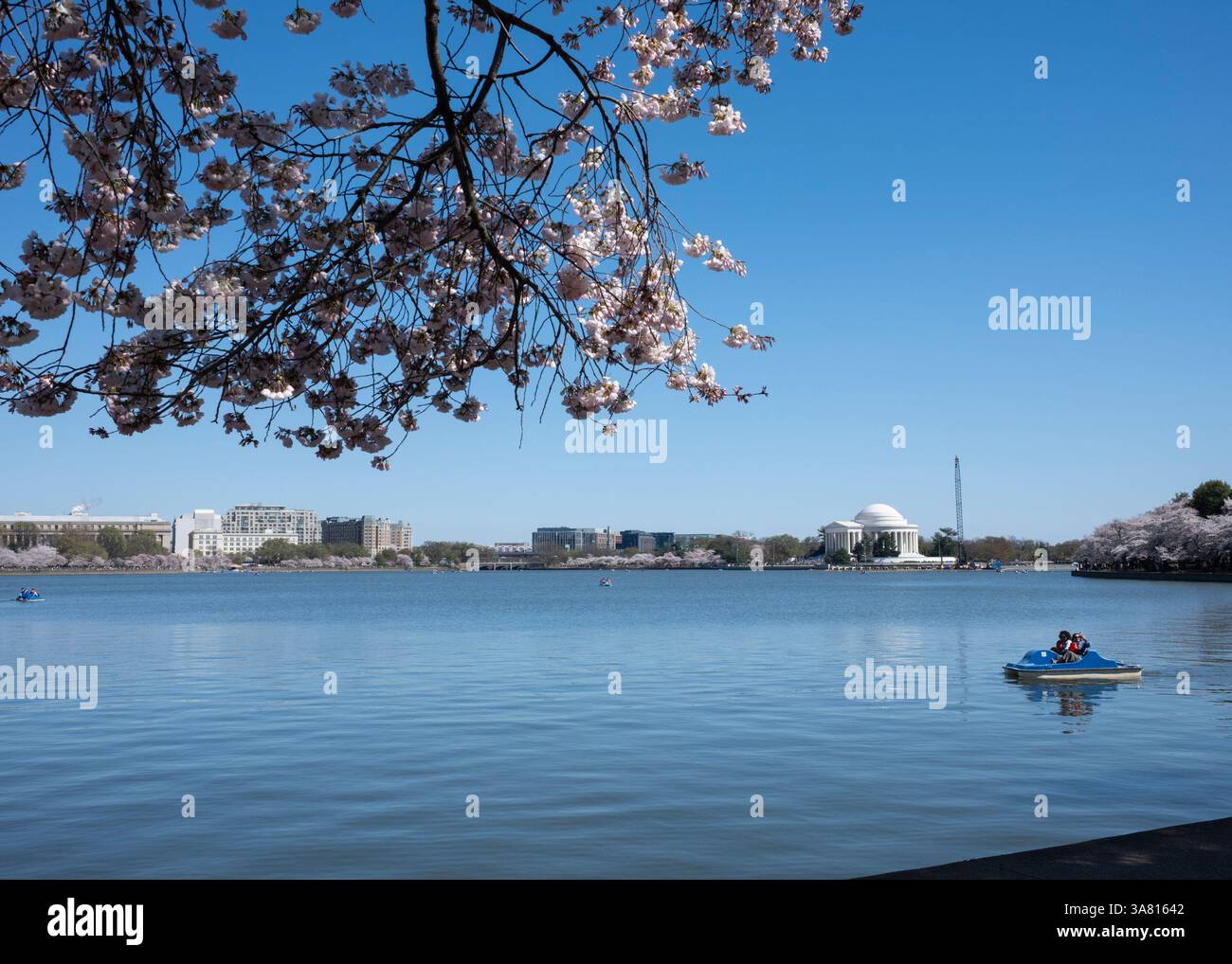 I fiori di ciliegio fioriscono lungo il bacino di marea a Washington, DC il 27 marzo 2025. Il National Park Service ha annunciato che le date di picco previste per la fioritura dei ciliegi saranno questo fine settimana, tra il 28 e il 31 marzo. Foto Stock