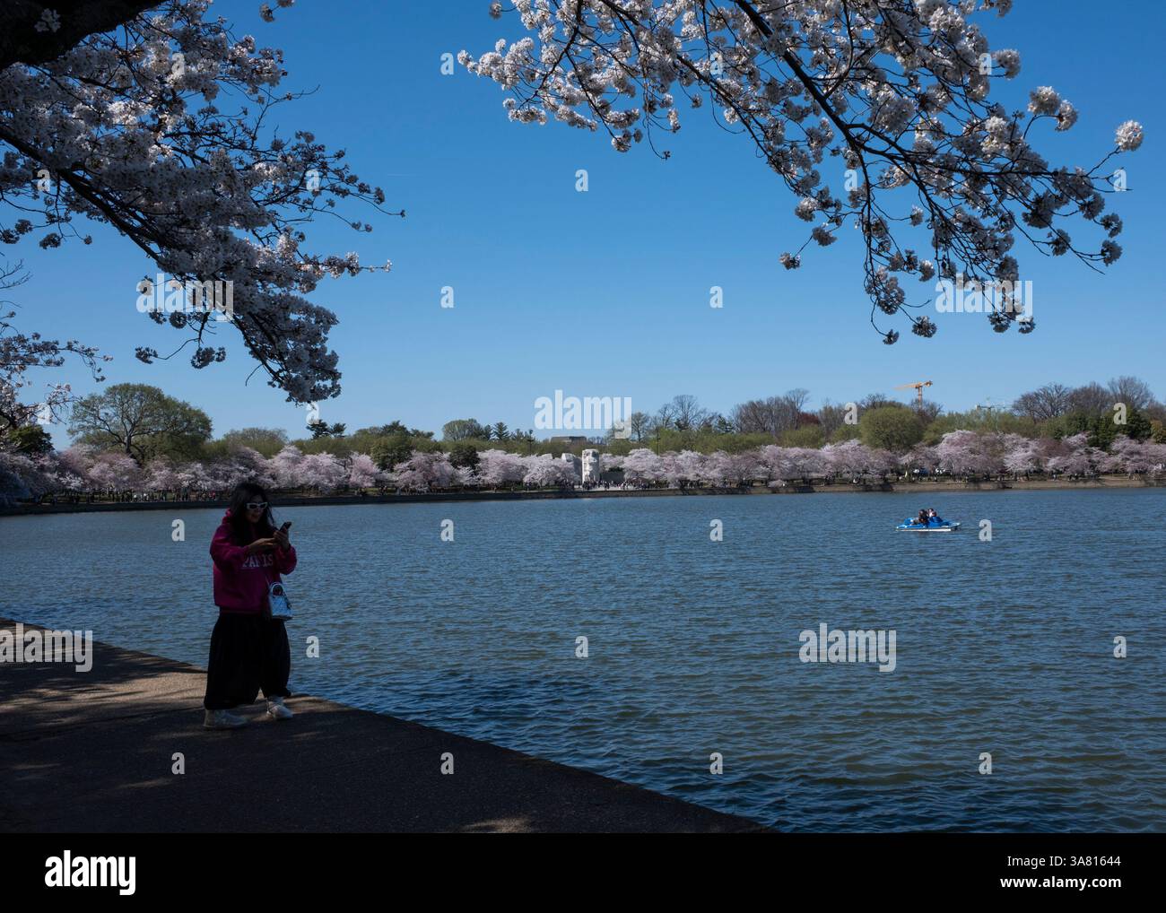 I fiori di ciliegio fioriscono lungo il bacino di marea a Washington, DC il 27 marzo 2025. Il National Park Service ha annunciato che le date di picco previste per la fioritura dei ciliegi saranno questo fine settimana, tra il 28 e il 31 marzo. Foto Stock