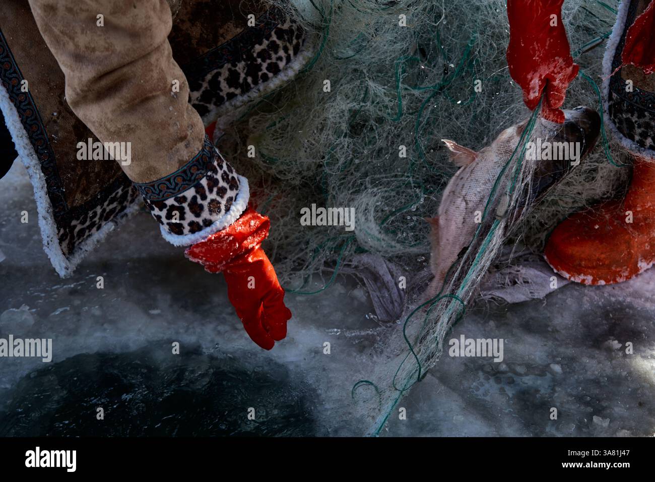 Scena invernale di pesca sul ghiaccio con pesce in rete Foto Stock
