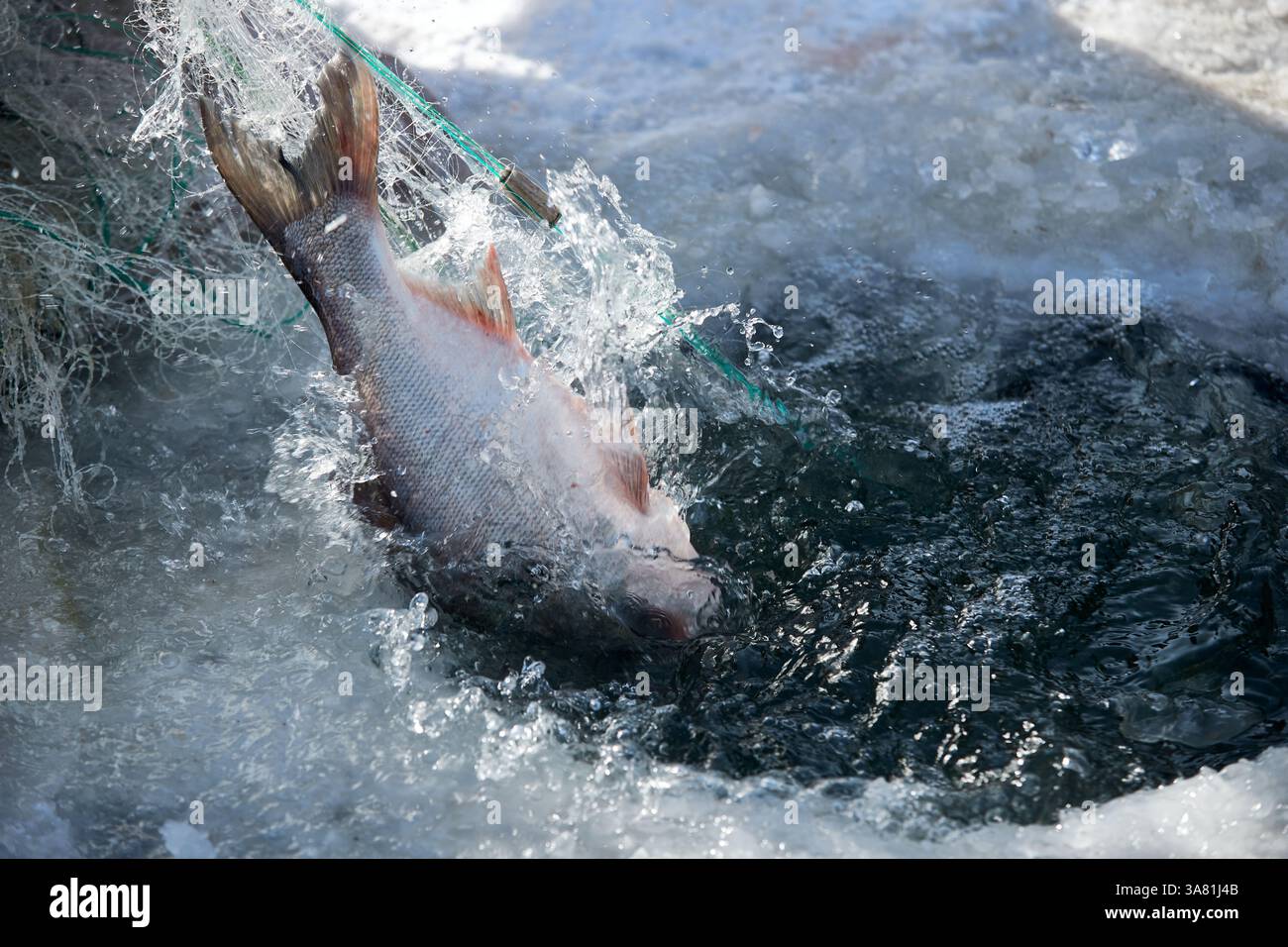 Scena invernale di pesca sul ghiaccio con pesce in rete Foto Stock