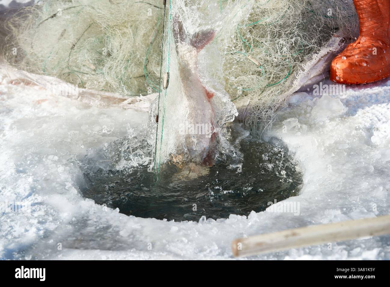 Scena invernale di pesca sul ghiaccio con pesce in rete Foto Stock