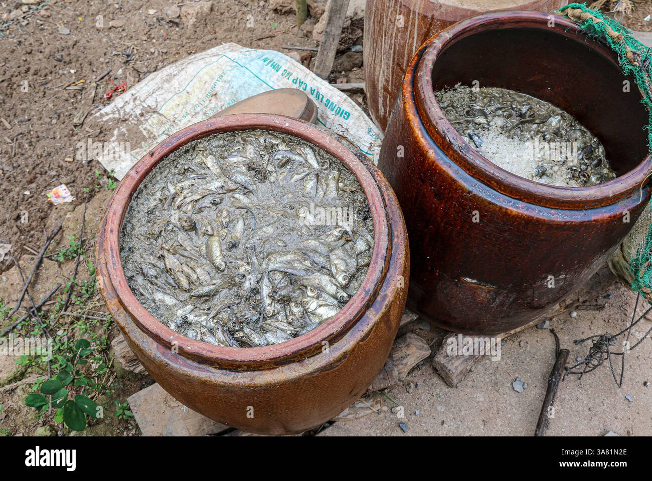 Tan Chau, Vietnam. 28 marzo 2025. Tradizionali vasetti di fermentazione a base di pesce contenenti CA Linh, un pesce d'acqua dolce utilizzato per produrre ricette locali di Nuoc Mam & Mam CA linh, una salsa e pasta di pesce fermentato popolare nella cucina vietnamita e Khmer. A differenza delle salse di pesce Phu Quoc o Phan Thiet fatte con acciughe, la salsa di pesce del Delta del Mekong è fatta con questo "pesce dello Spirito" catturato localmente. Mentre il pesce si decompone con il sale, i vermi si spostano attraverso il pesce in decomposizione, accelerando la rottura prima che si trasformi in pasta. Una specialità culinaria del sud-ovest VN, condivisa con la Cambogia. Crediti: Kevin Izorce/Alamy Live News Foto Stock