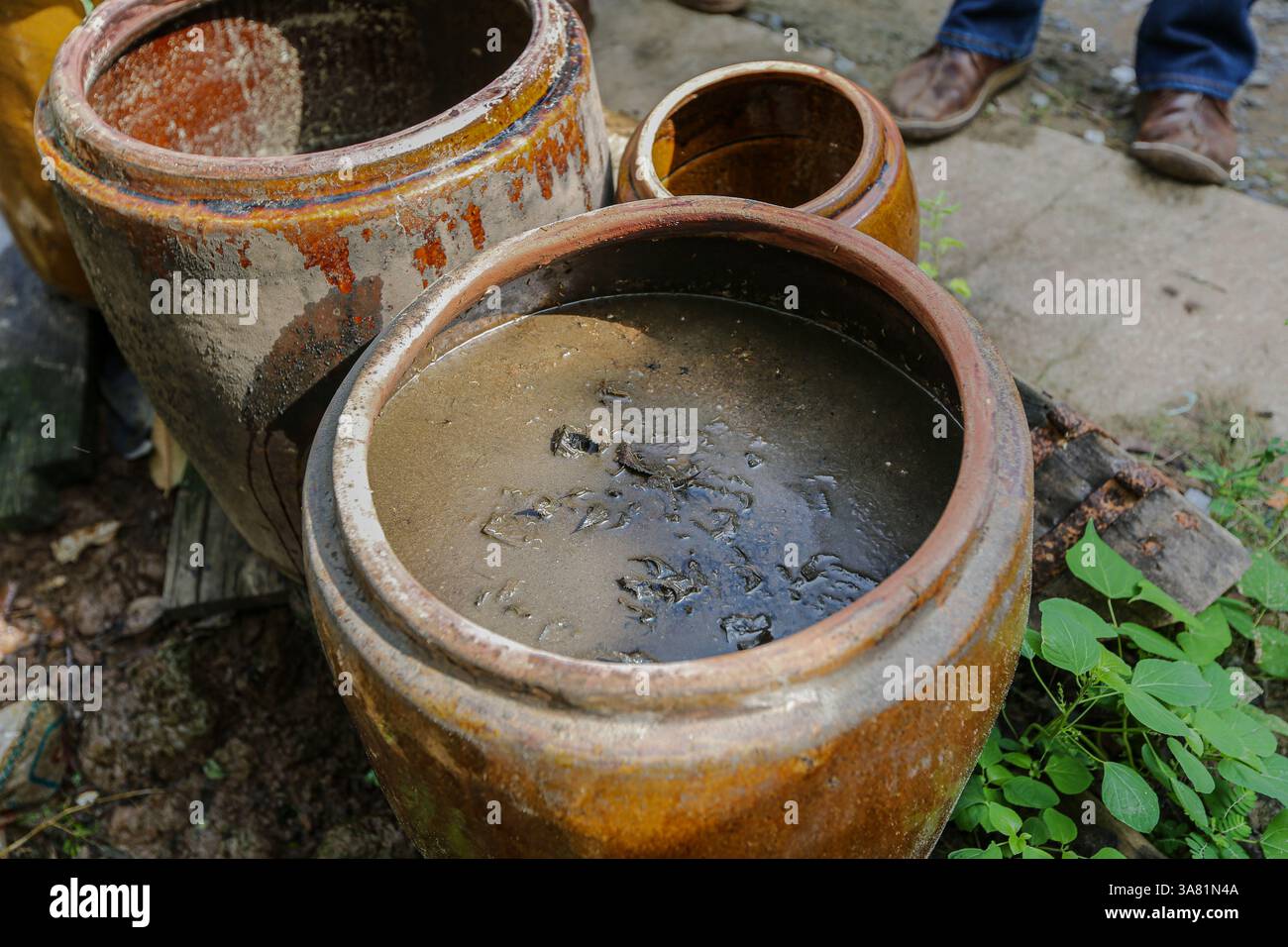 Tan Chau, Vietnam. 28 marzo 2025. Tradizionali vasetti di fermentazione a base di pesce contenenti CA Linh, un pesce d'acqua dolce utilizzato per produrre ricette locali di Nuoc Mam & Mam CA linh, una salsa e pasta di pesce fermentato popolare nella cucina vietnamita e Khmer. A differenza delle salse di pesce Phu Quoc o Phan Thiet fatte con acciughe, la salsa di pesce del Delta del Mekong è fatta con questo "pesce dello Spirito" catturato localmente. Mentre il pesce si decompone con il sale, i vermi si spostano attraverso il pesce in decomposizione, accelerando la rottura prima che si trasformi in pasta. Una specialità culinaria del sud-ovest VN, condivisa con la Cambogia. Crediti: Kevin Izorce/Alamy Live News Foto Stock