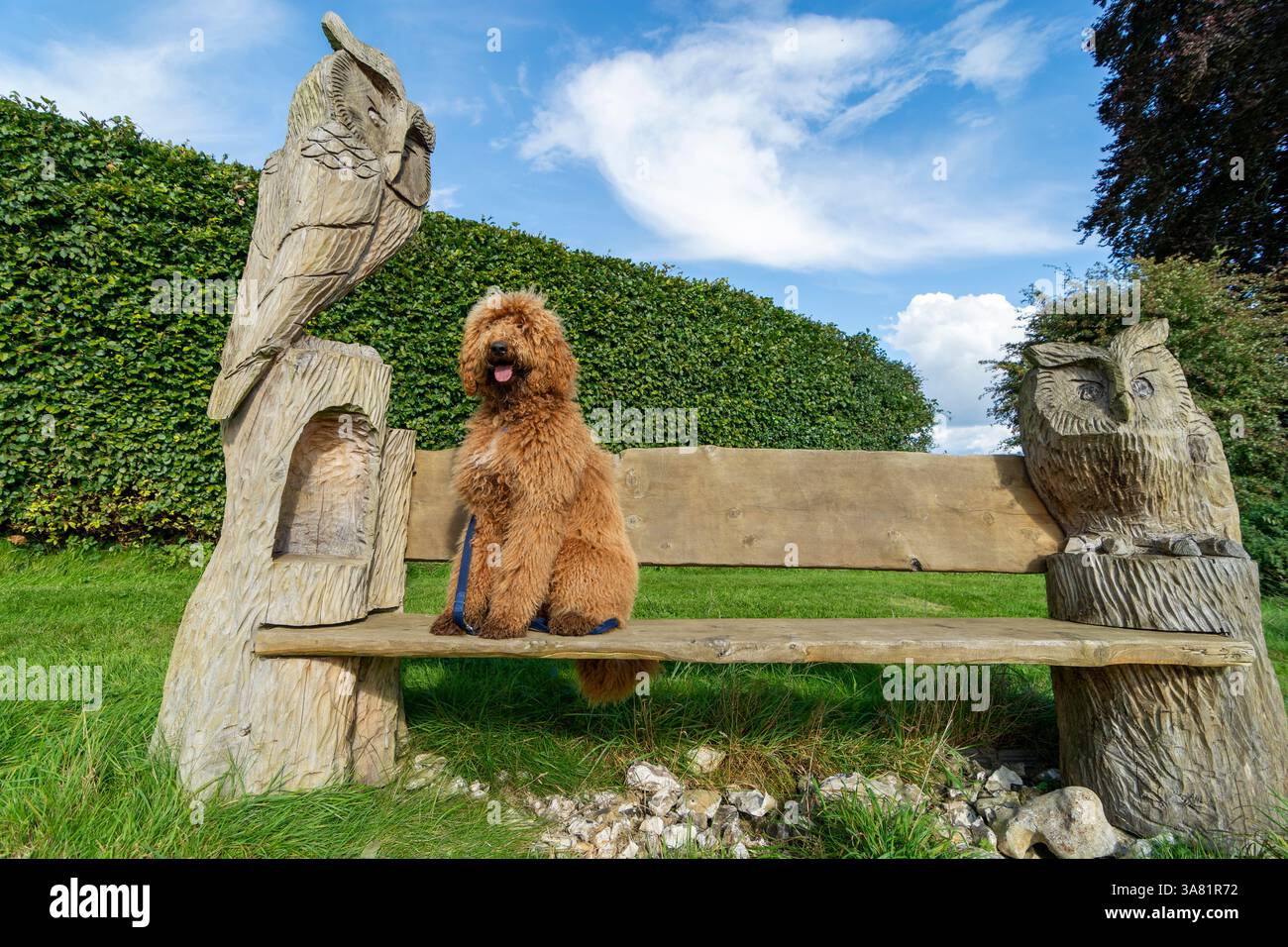 Cane Labradoodle seduto su una panchina di legno con gufo intagliato ad ogni estremità, Breamore House, Fordingbridge, Hampshire, Regno Unito Foto Stock