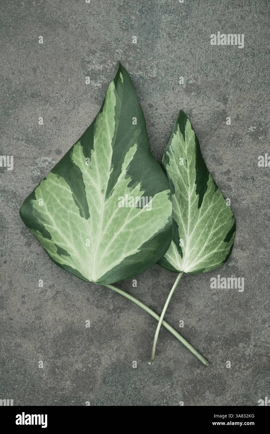 Due foglie di edera variegata e verdastra scura o Hedera helix giacciono su sfondo scuro Foto Stock