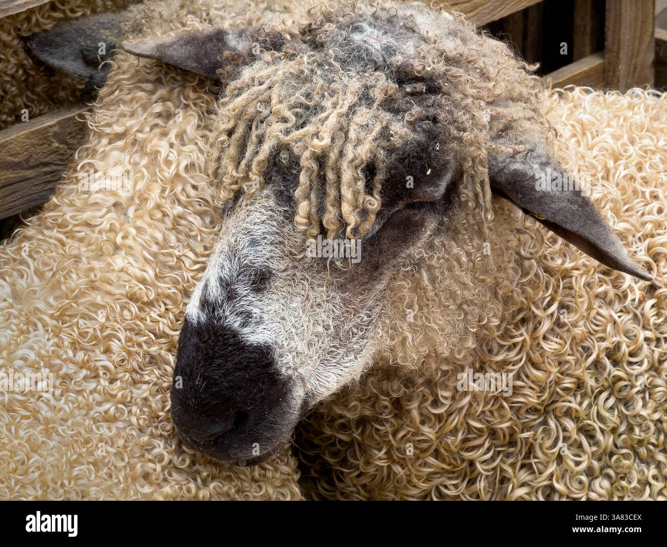 Testa di pecora Teeswater, che mostra il suo caratteristico volto bianco e nero e il feltro riccio color crema. Foto Stock