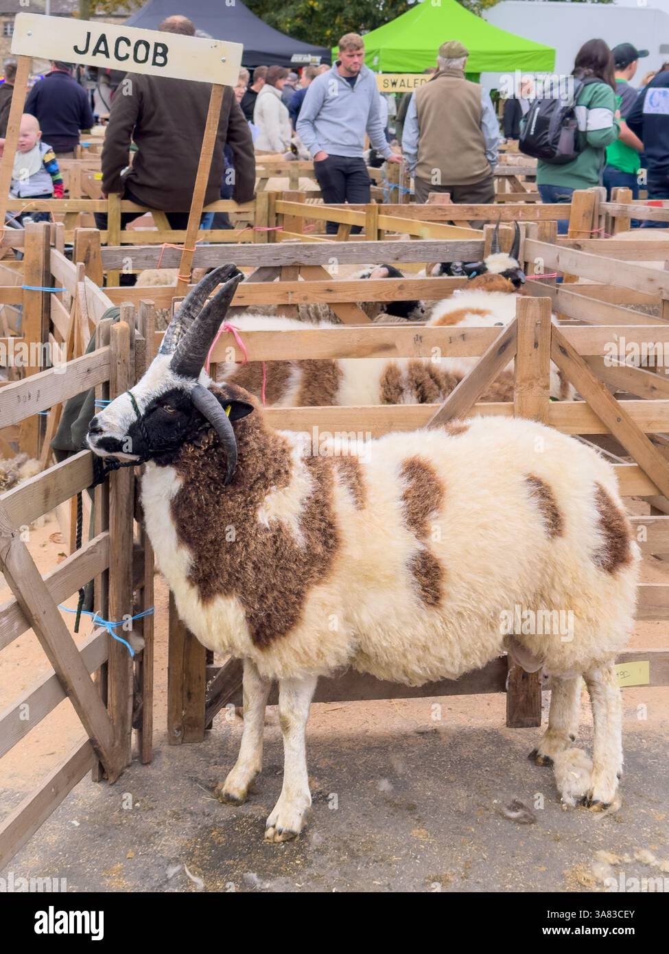 RAM di pecora Jacob con un cappotto piebaldo marrone e bianco e impressionanti corna nere, in piedi in una penna di legno in attesa di essere giudicato alla Fiera delle pecore di Masham Foto Stock