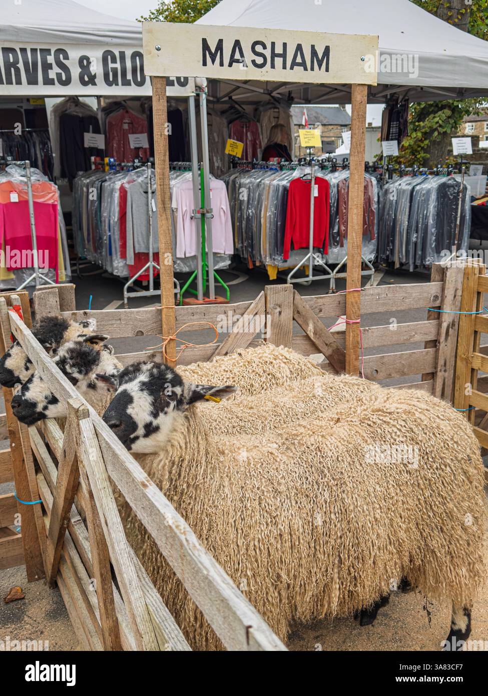 Pecora Masham con volti bianchi e neri e distintivo pile ricci in una penna, in attesa di essere giudicata alla Fiera delle pecore di Masham. Foto Stock
