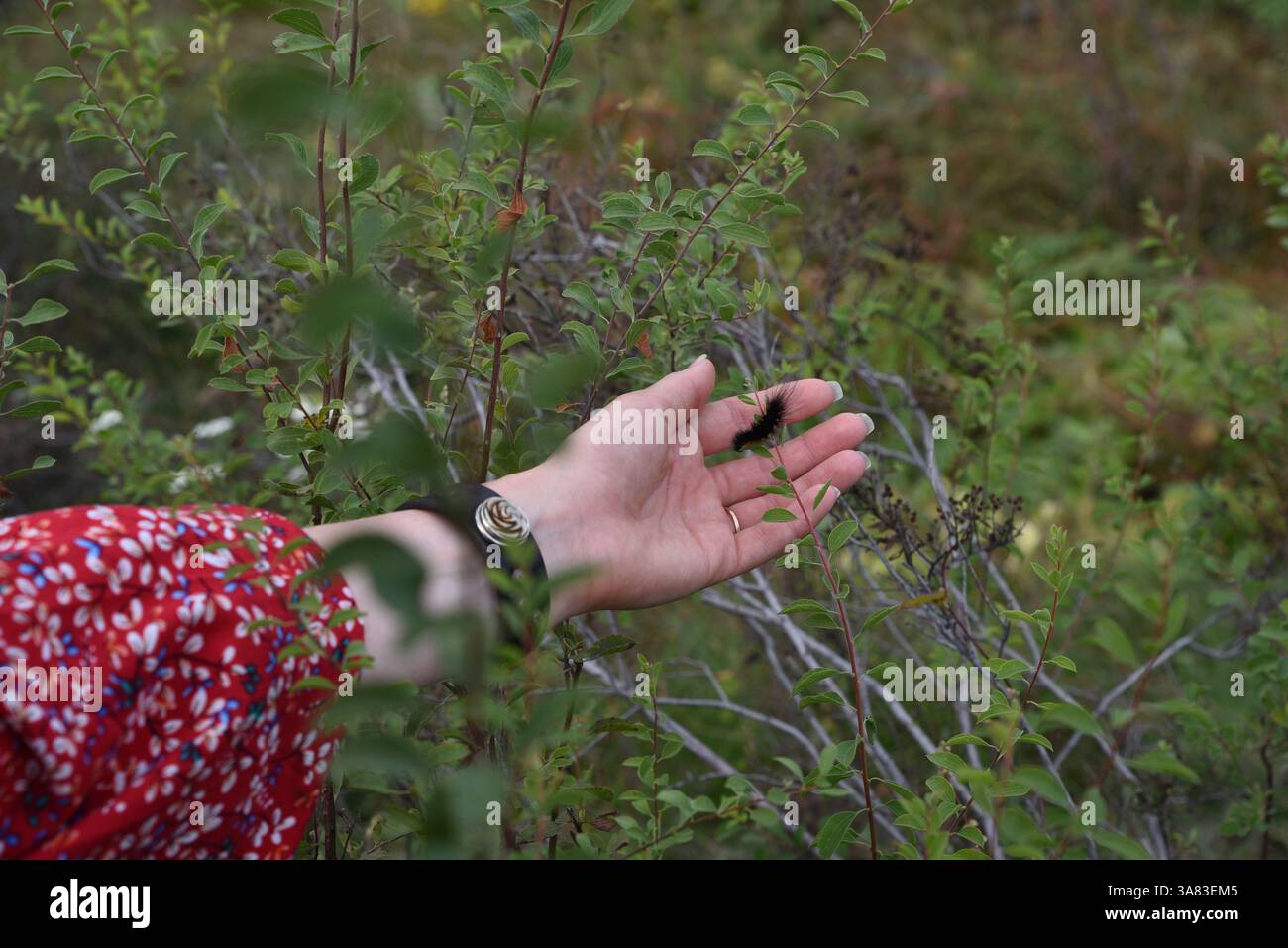 Incontro con un bruco durante una passeggiata nella natura Foto Stock
