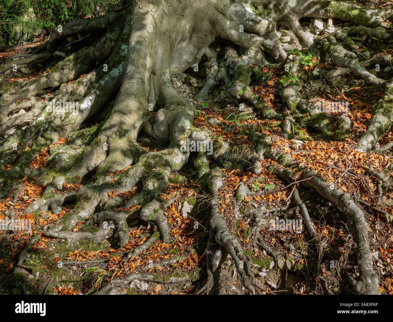 Base di un vecchio albero con radici noiose e esposte, circondato da foglie autunnali cadute, illuminate dalla luce del sole dai rami sopra. REGNO UNITO Foto Stock