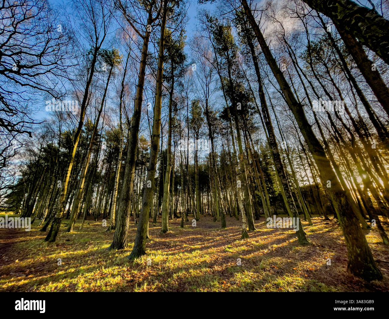 La luce del sole scorre attraverso alberi decidui e conifere creando lunghe ombre su Strensall Common, vista contro un cielo blu. York, Regno Unito Foto Stock