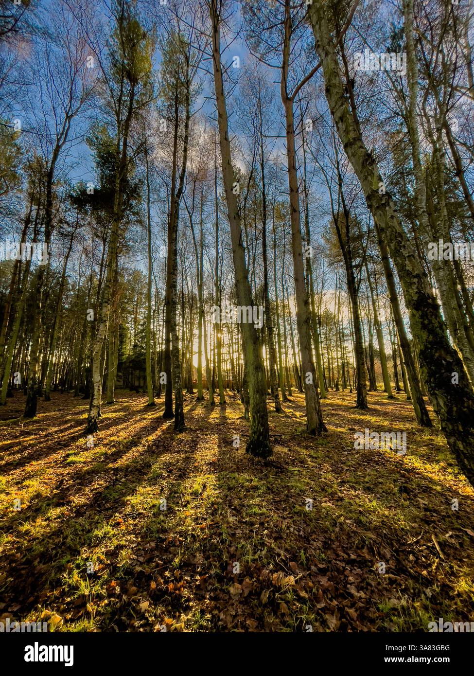 La luce del sole scorre attraverso alberi decidui e conifere creando lunghe ombre su Strensall Common, vista contro un cielo blu. York, Regno Unito Foto Stock