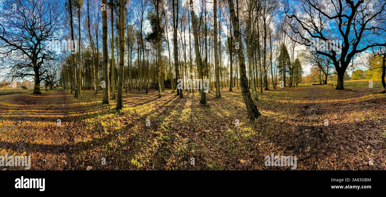 Vista panoramica della luce del sole che scorre attraverso alberi decidui e conifere su Strensall Common, con un cielo blu visibile attraverso il sottile canop invernale Foto Stock