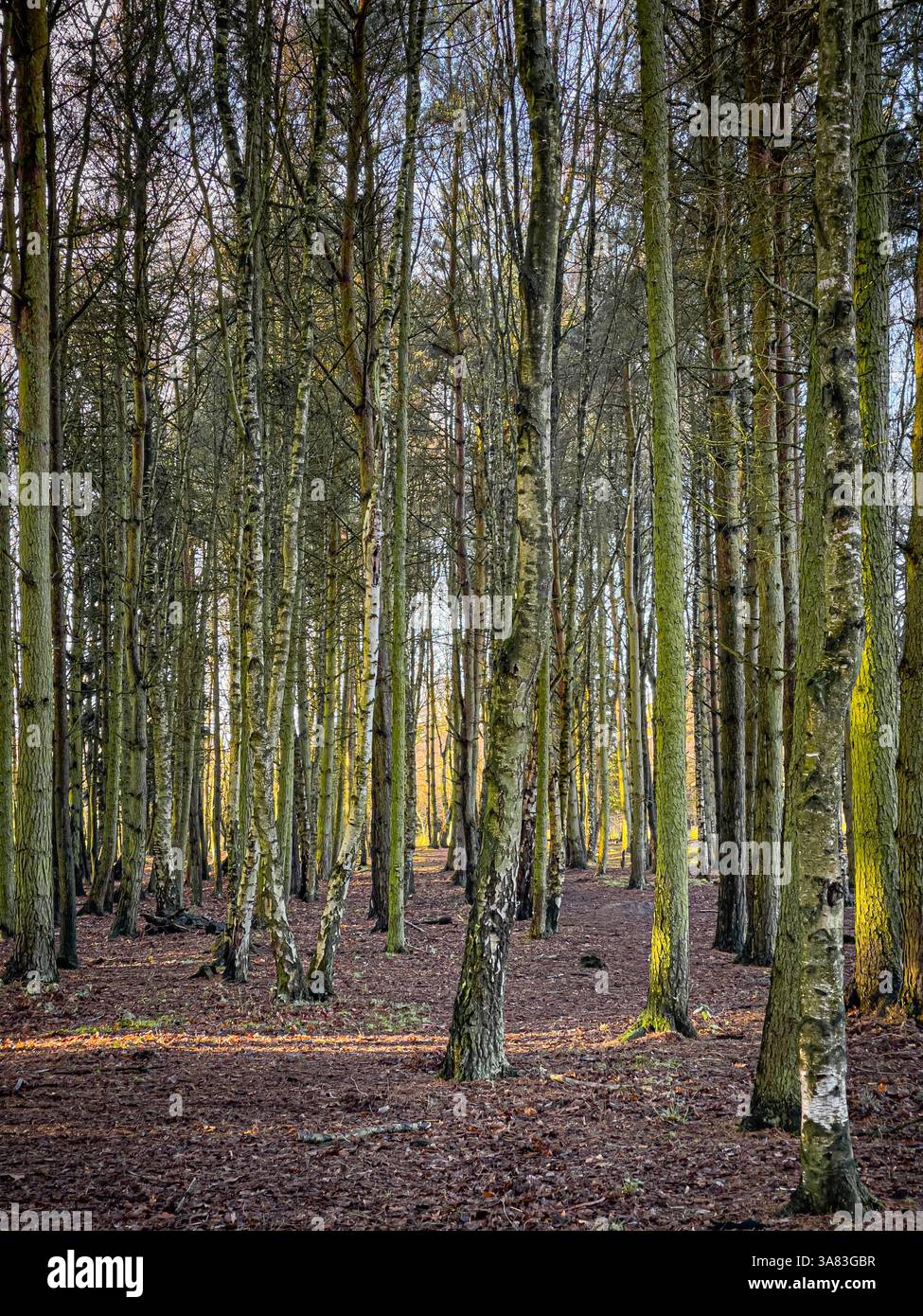 La luce del sole scorre attraverso alberi decidui e conifere su Strensall Common in un giorno d'inverno soleggiato. York, Regno Unito Foto Stock