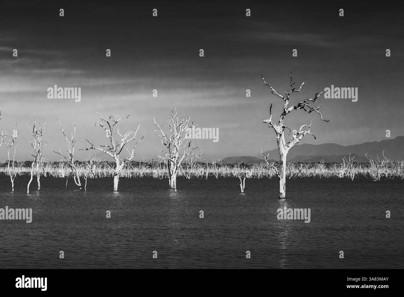 alberi secchi sull'acqua in bianco e nero Foto Stock