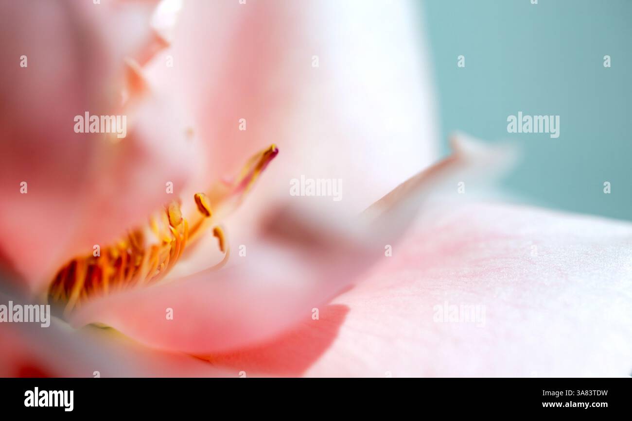 vista laterale, foto macro del fiore rosa Foto Stock
