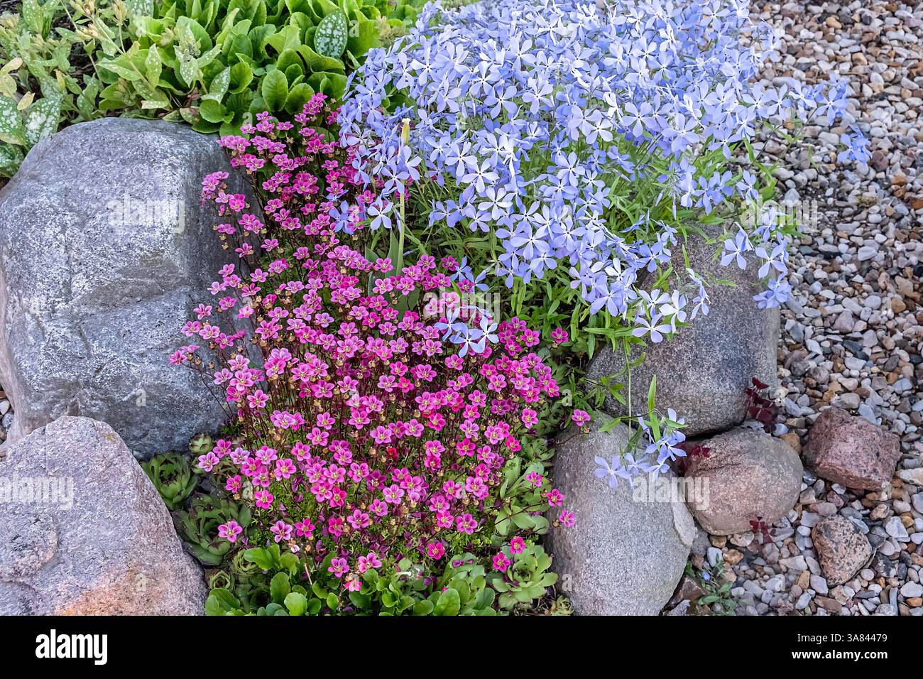 Fioritura primaverile di Saxifraga e Woodland Phlox in un giardino roccioso. Primo piano. Vista dall'alto. Foto Stock