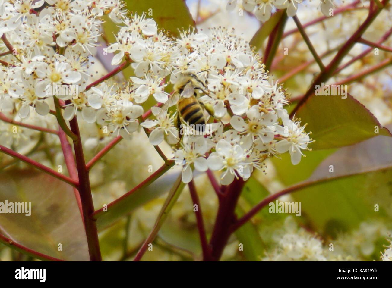 Un'ape raccoglie il nettare dai fiori bianchi, illustrando il ruolo vitale degli impollinatori nell'ecosistema naturale. Foto di alta qualità Foto Stock