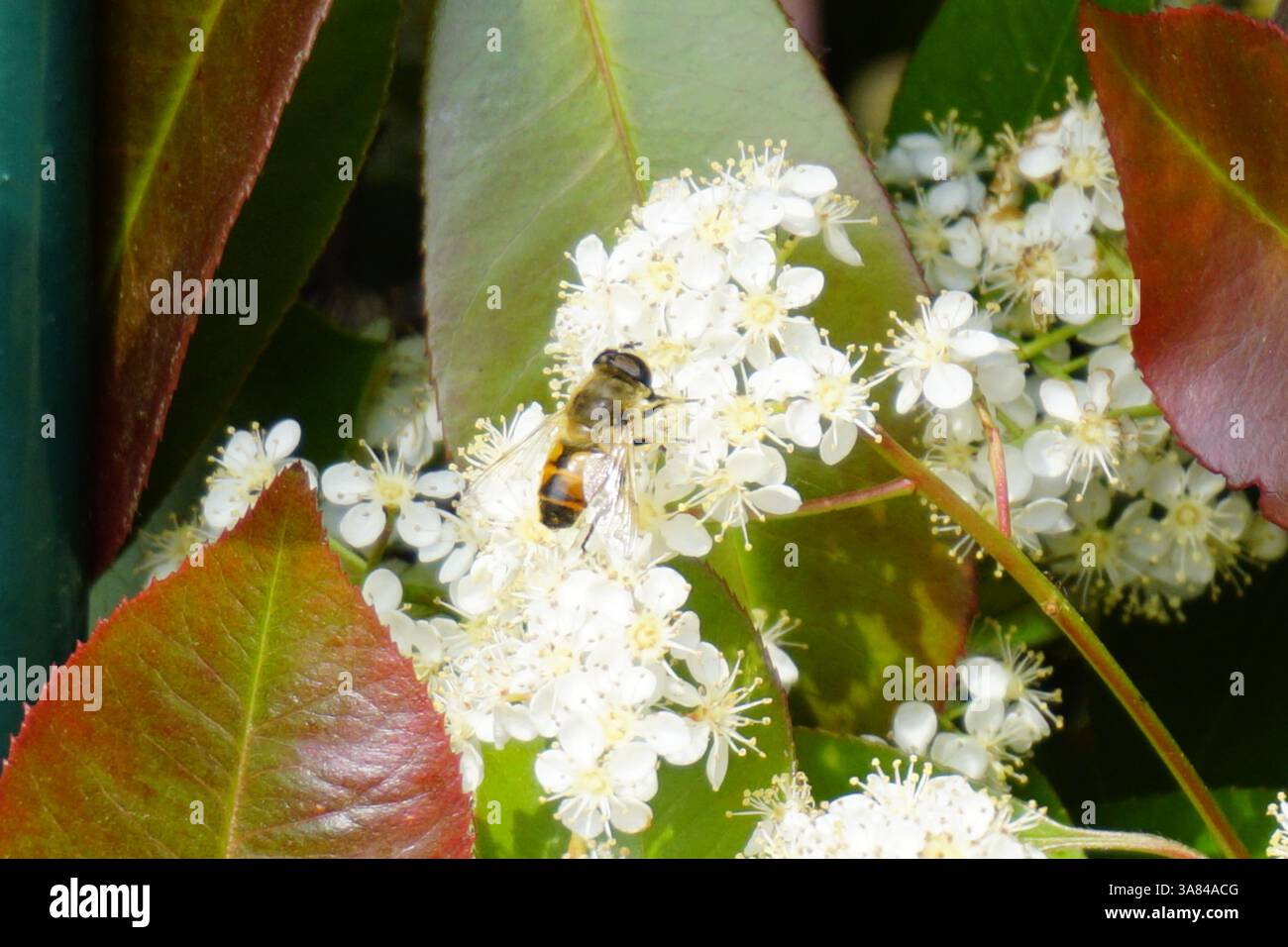 Un'ape raccoglie il nettare dai fiori bianchi, illustrando il ruolo vitale degli impollinatori nell'ecosistema naturale. Foto di alta qualità Foto Stock