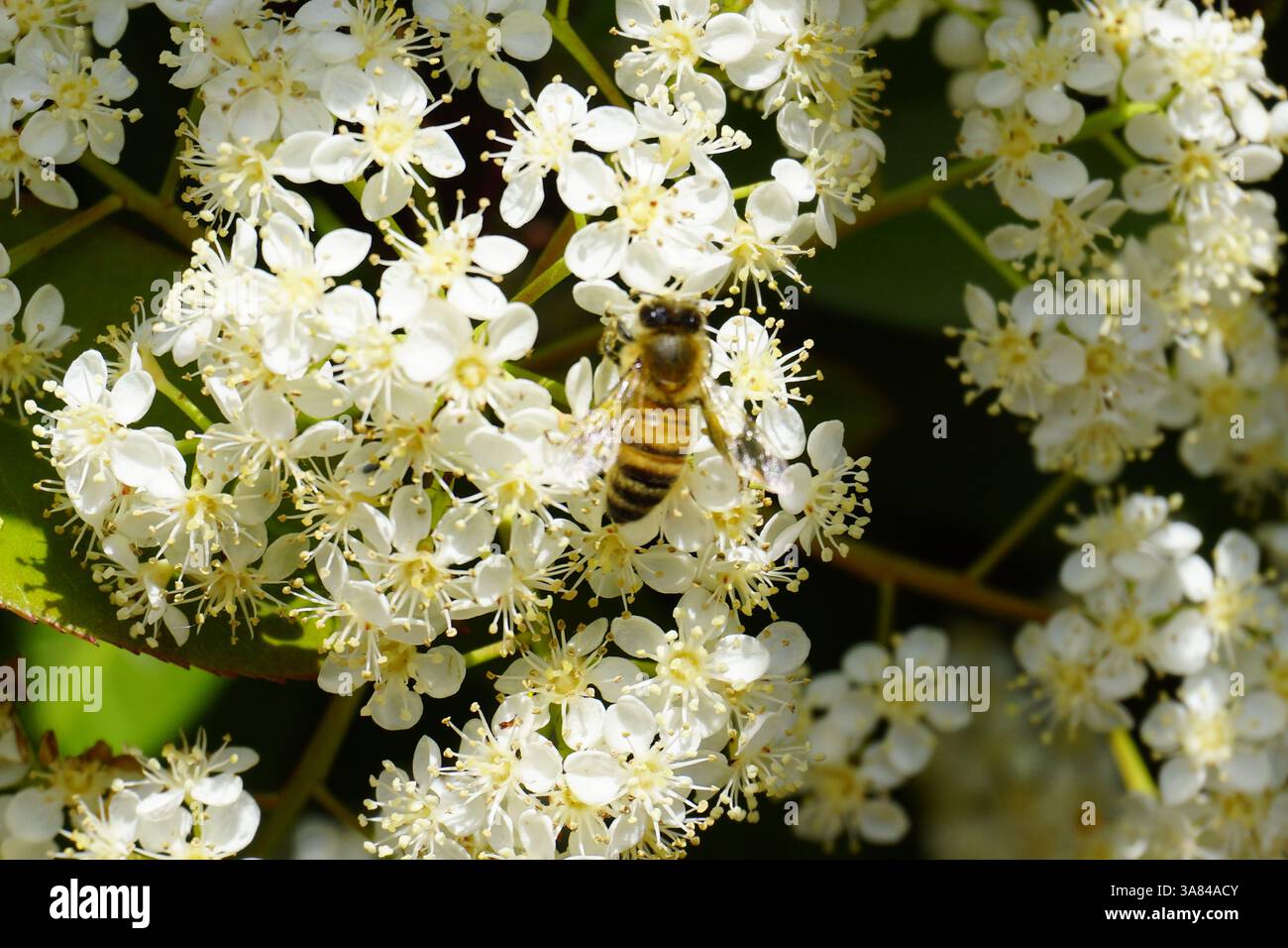 Un'ape raccoglie il nettare dai fiori bianchi, illustrando il ruolo vitale degli impollinatori nell'ecosistema naturale. Foto di alta qualità Foto Stock