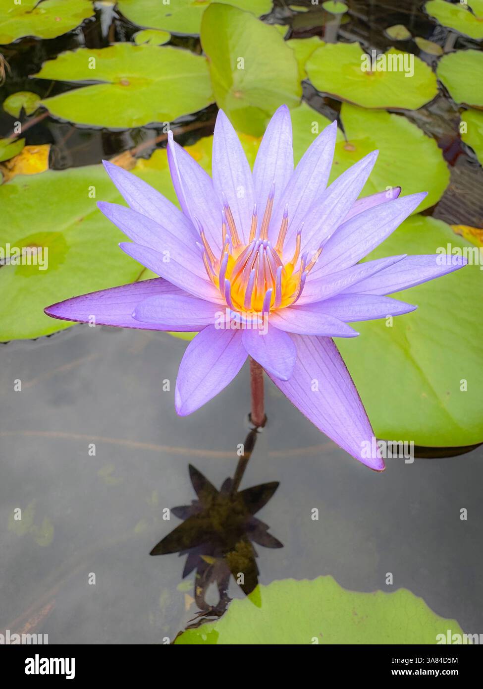 Ninfea (Nymphaea caerulea) o fiore di loto blu in acqua. Il fiore mostra i suoi colori giallo e viola. Singapore Foto Stock