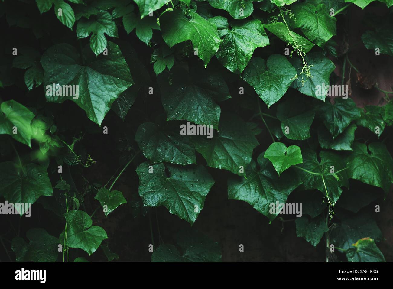 Foglie verdi scure con goccioline d'acqua creano un'atmosfera di freschezza e tranquillità. Foto Stock