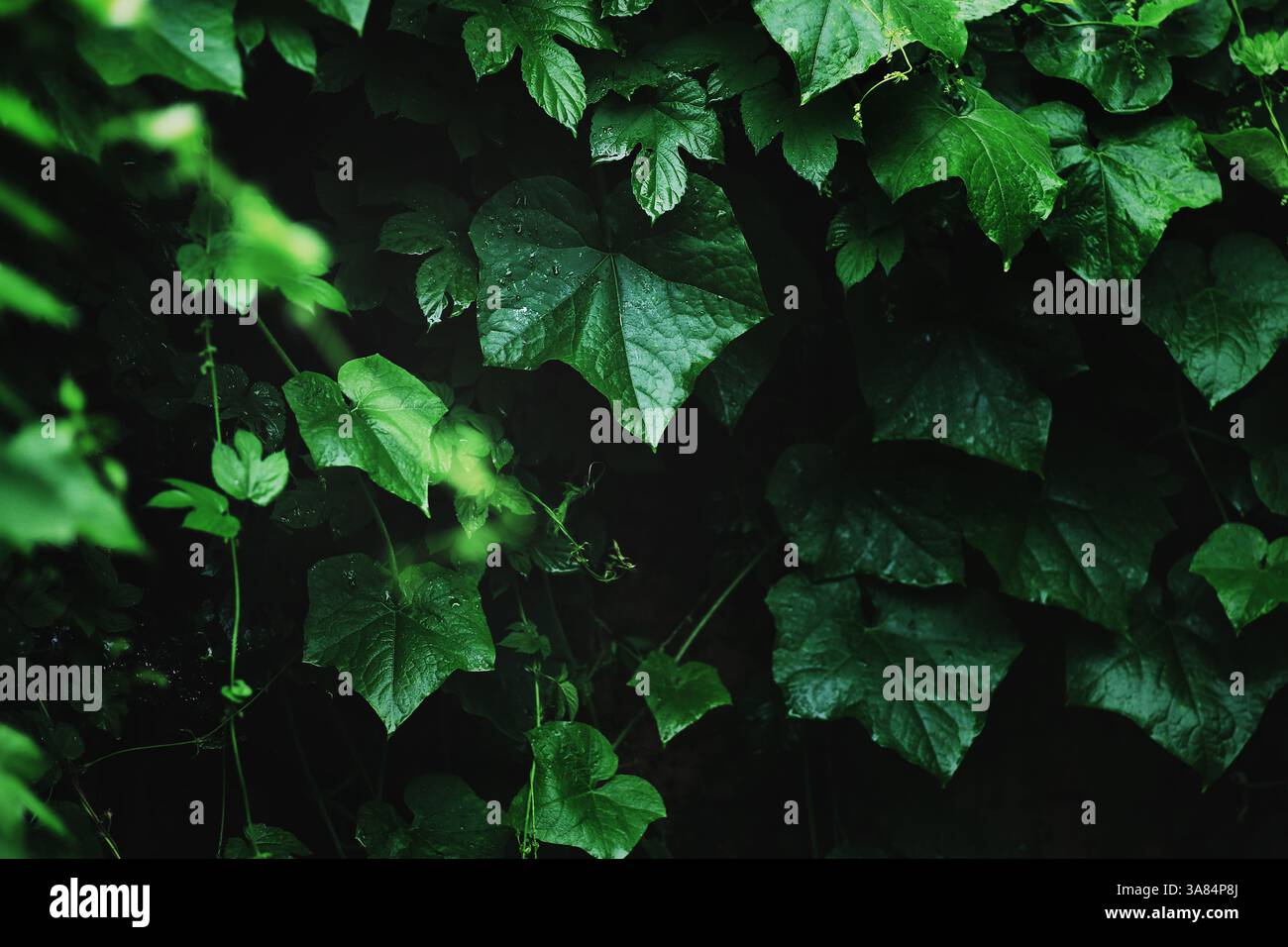 Foglie verdi scure con goccioline d'acqua creano un'atmosfera di freschezza e tranquillità. Foto Stock