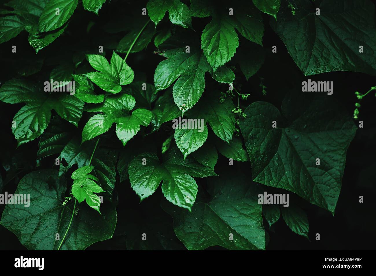 Foglie verdi scure con goccioline d'acqua creano un'atmosfera di freschezza e tranquillità. Foto Stock
