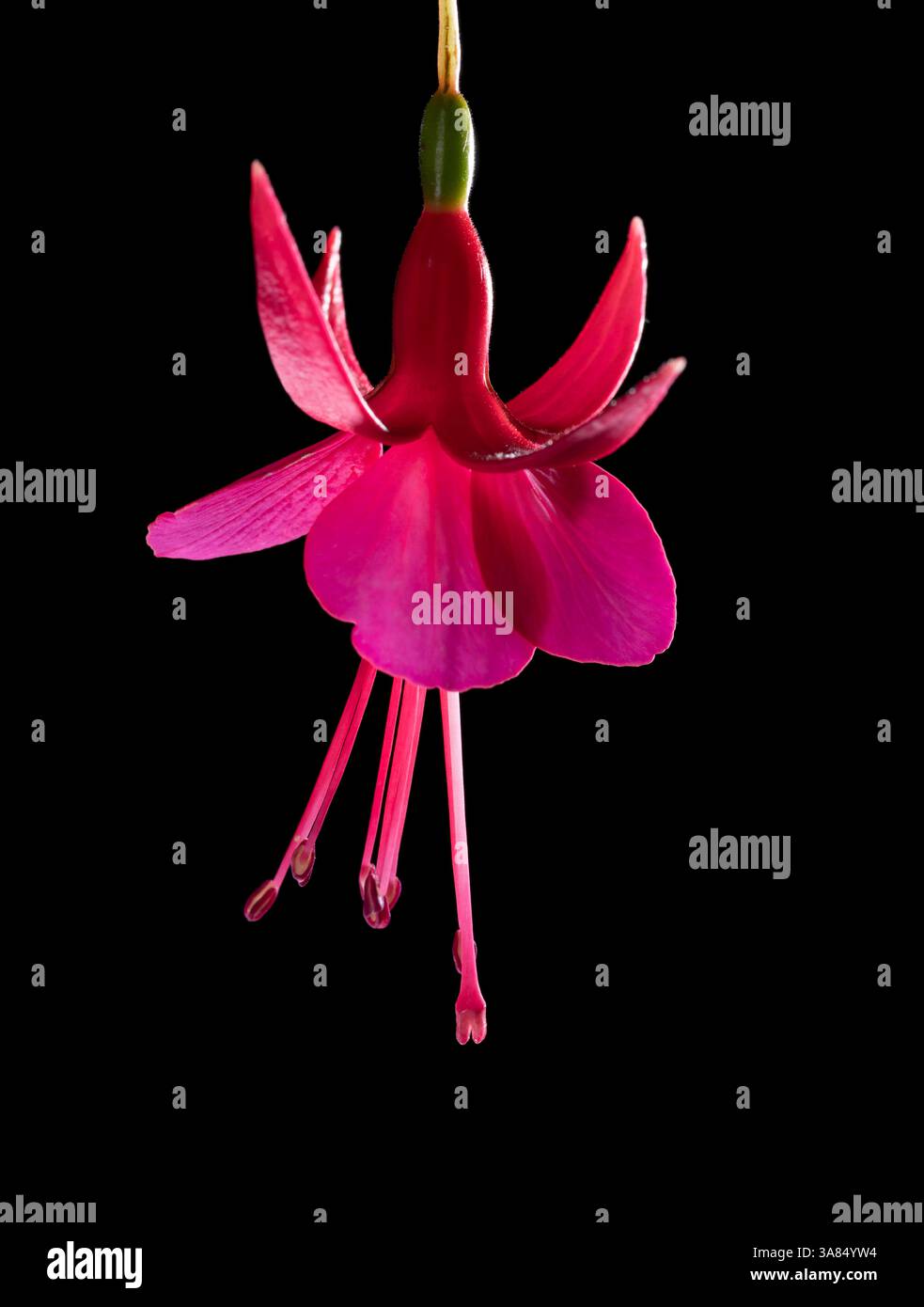 Fucsia. Varietà di visualizzazione. Fiore singolo su sfondo nero. Fotografia in studio. Foto Stock