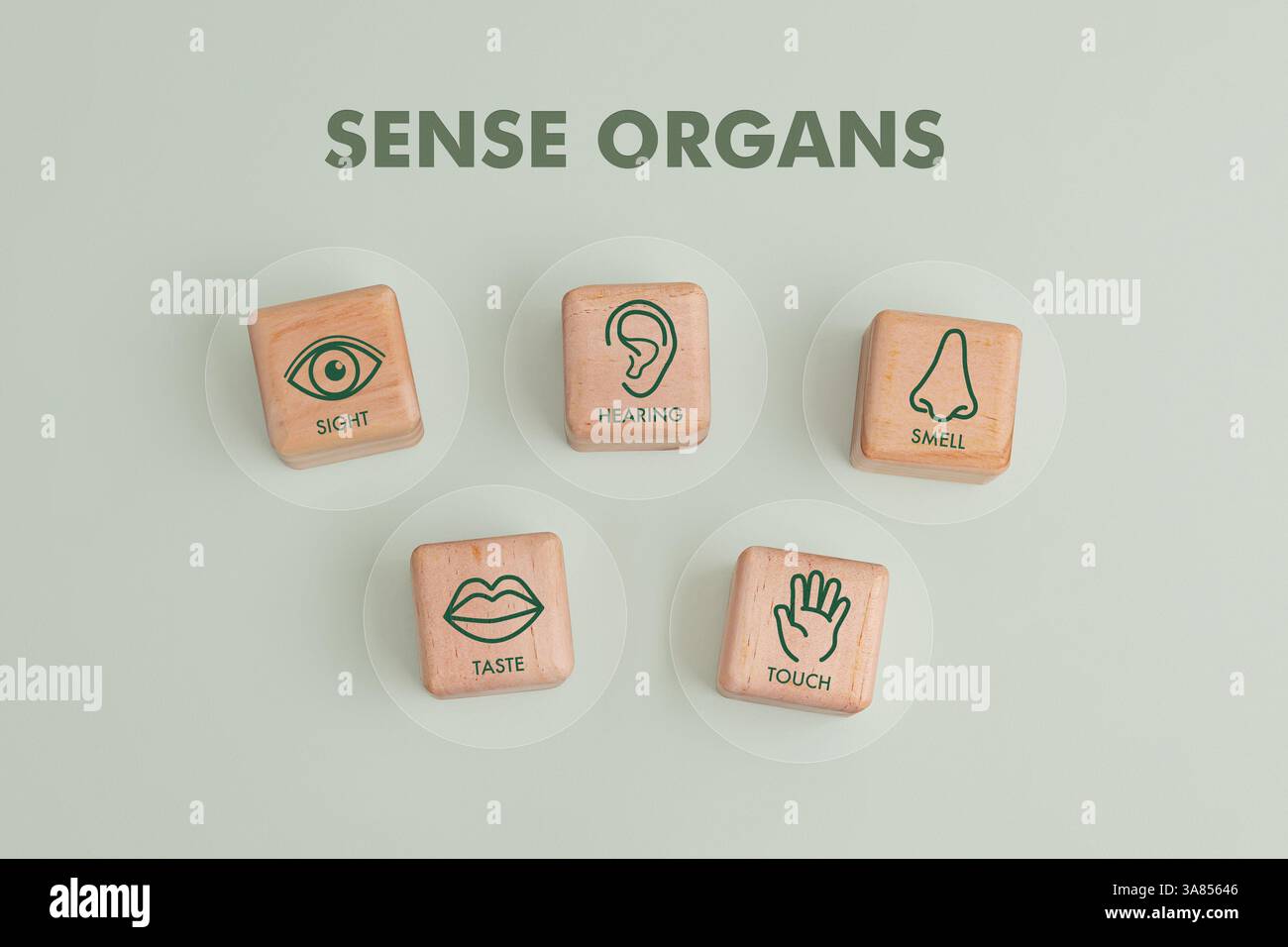 Cinque blocchi di legno con icone minimaliste rappresentano i cinque organi di senso: Un occhio per la vista, un orecchio per l'udito, un naso per l'odore, labbra e una mano Foto Stock