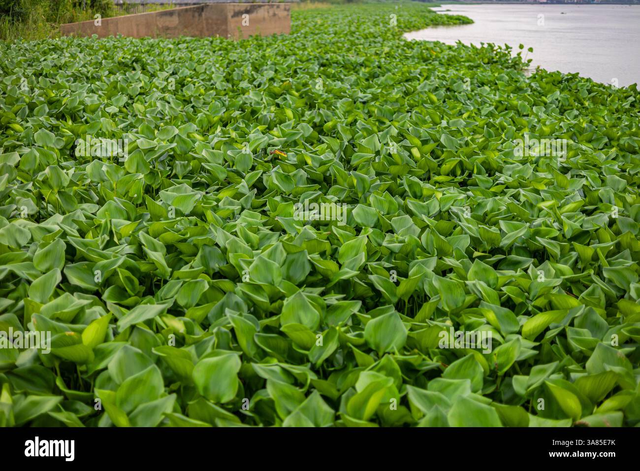 Giacinto d'acqua Riempi la superficie dei fiumi, sfondo per pubblicità e carta da parati in ambiente naturale e scena naturale Foto Stock