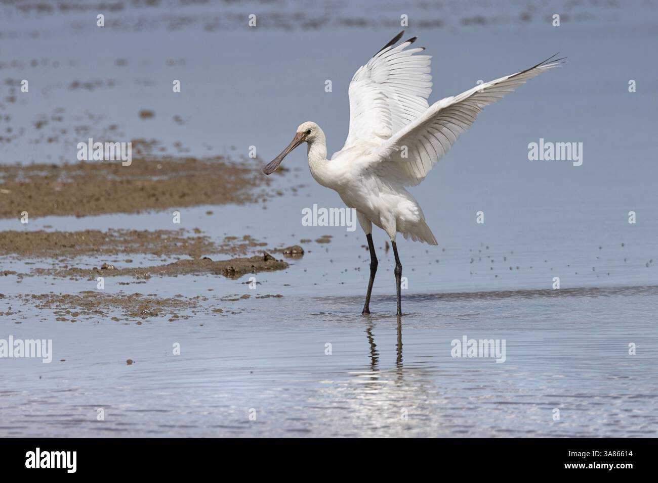 Bagni giovanili di Spoonbills, Cley Marshes, North Norfolk Foto Stock