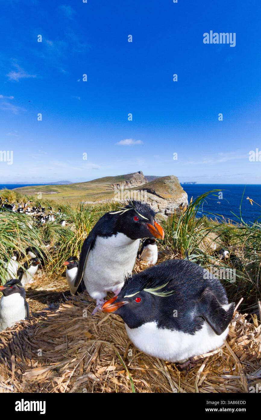 Pinguini rockhopper adulti (Eudyptes chrysocome chrysocome) presso la colonia di allevamento e muta di New Island, Isole Falkland Foto Stock