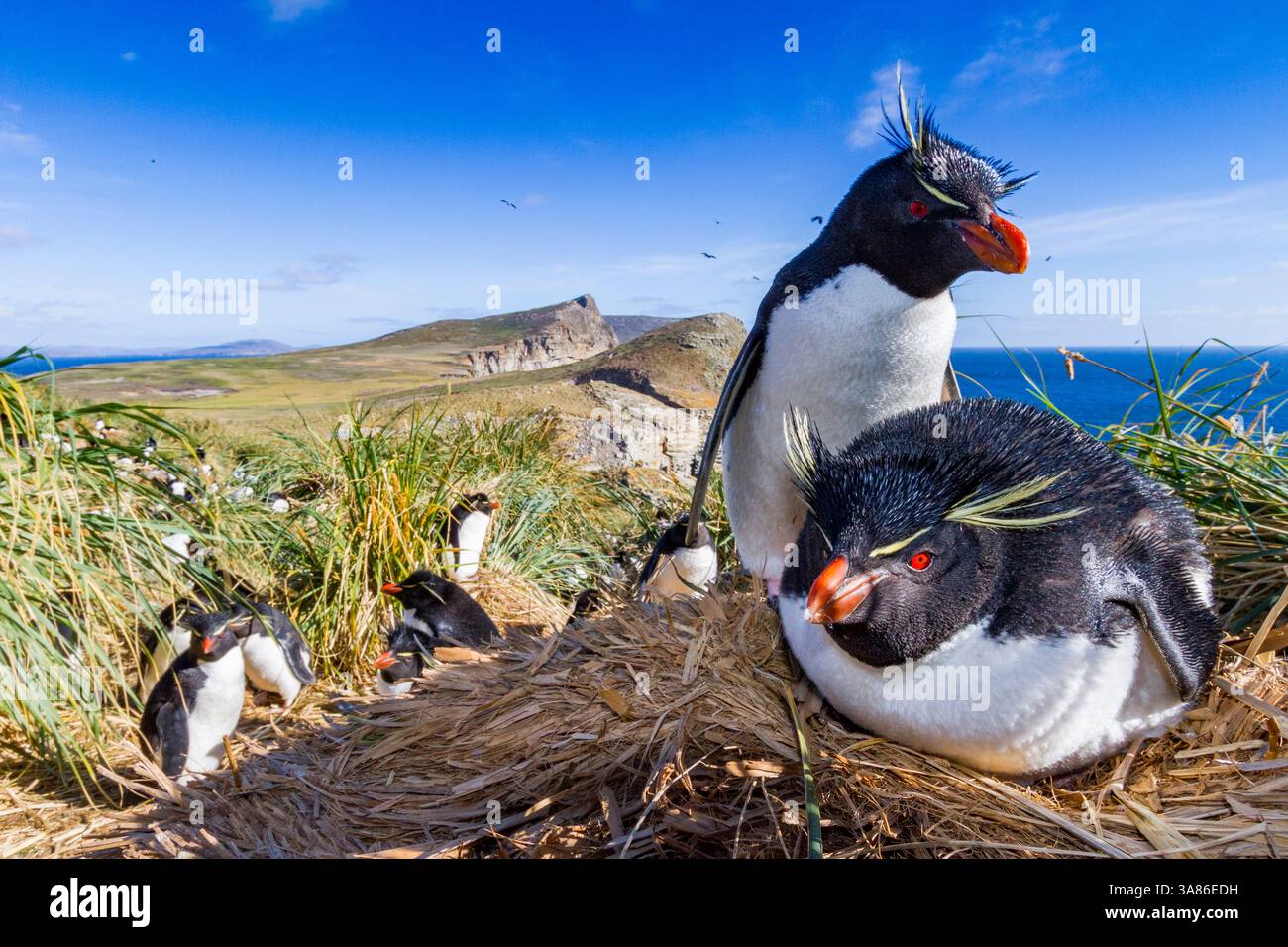 Pinguini rockhopper adulti (Eudyptes chrysocome chrysocome) presso la colonia di allevamento e muta di New Island, Isole Falkland Foto Stock