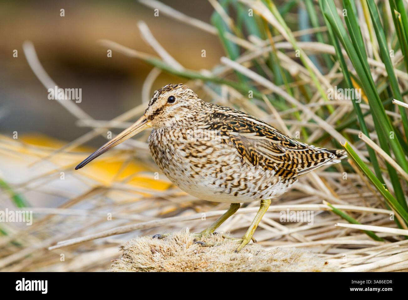 Snipe Magellanico adulto (Gallinago paraguaiae magellanica) sull'isola Carcass nelle Isole Falkland Foto Stock