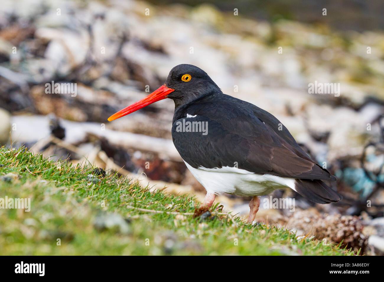 Oystercatcher di Magellano (Haematopus leucopodus) per adulti sull'isola Carcass nelle isole Falkland Foto Stock