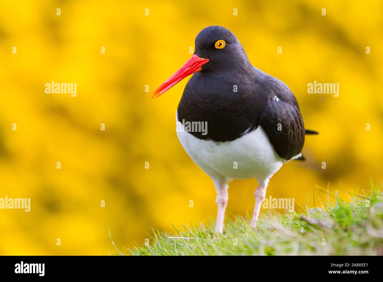 Oystercatcher di Magellano (Haematopus leucopodus) per adulti sull'isola Carcass nelle isole Falkland Foto Stock