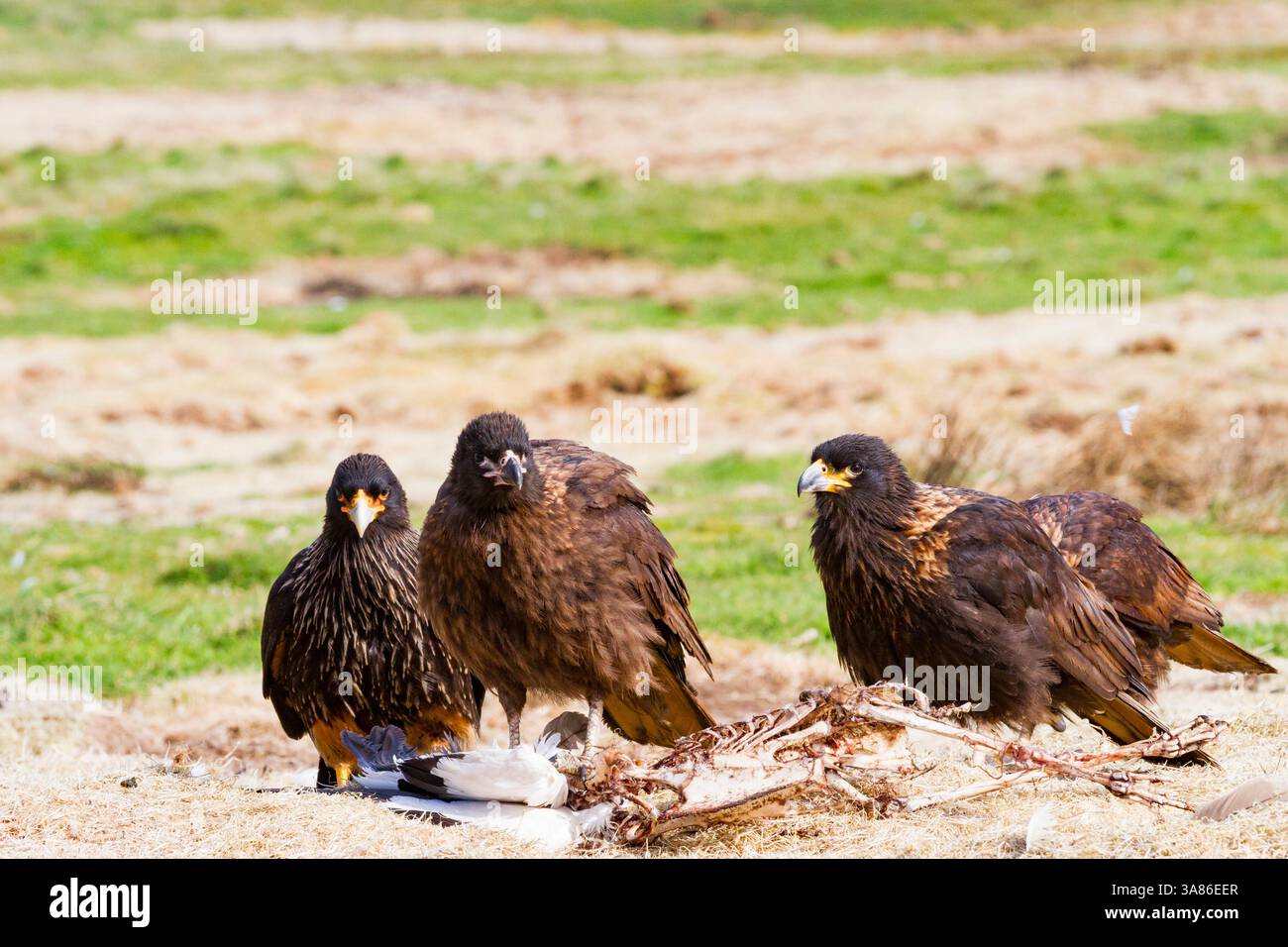 Caracara striata (Phalcoboenus australis) su New Island nelle Isole Falkland Foto Stock