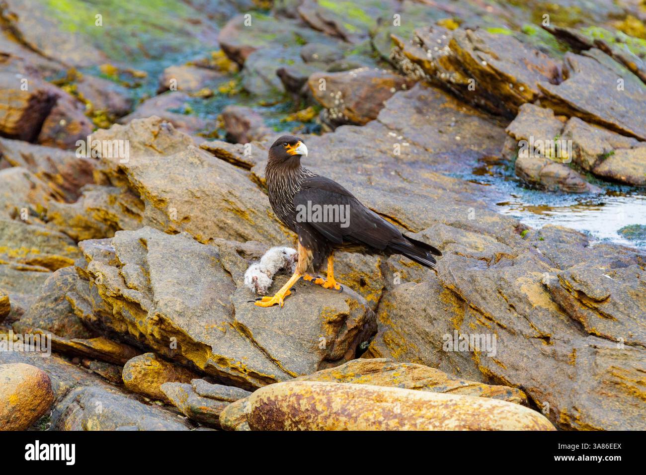 caracara striata (Phalcoboenus australis) su New Island nelle Isole Falkland Foto Stock