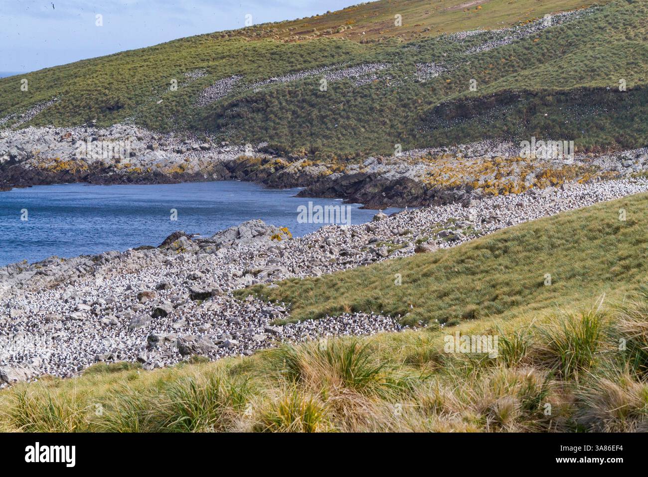 Colonia di riproduzione di albatros con sopracciglia nere (Thalassarche melanophrys) sull'isola Steeple Jason nelle isole Falkland Foto Stock