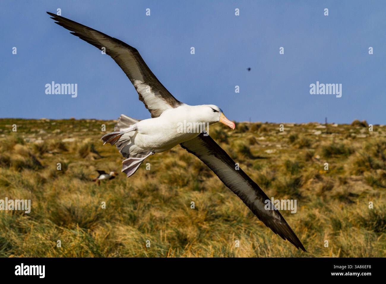 Albatro con sopracciglia nera (Thalassarche melanophrys) in volo a New Island nelle Isole Falkland Foto Stock