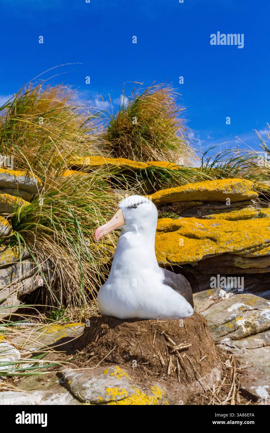 Colonia di riproduzione di albatros con sopracciglia nere (Thalassarche melanophrys) sull'isola Carcass nelle isole Falkland Foto Stock