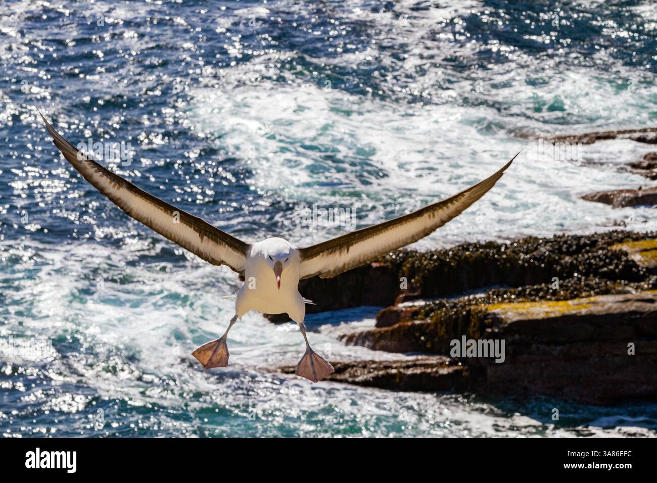 Albatro con sopracciglia nera (Thalassarche melanophrys) in volo a New Island nelle Isole Falkland Foto Stock