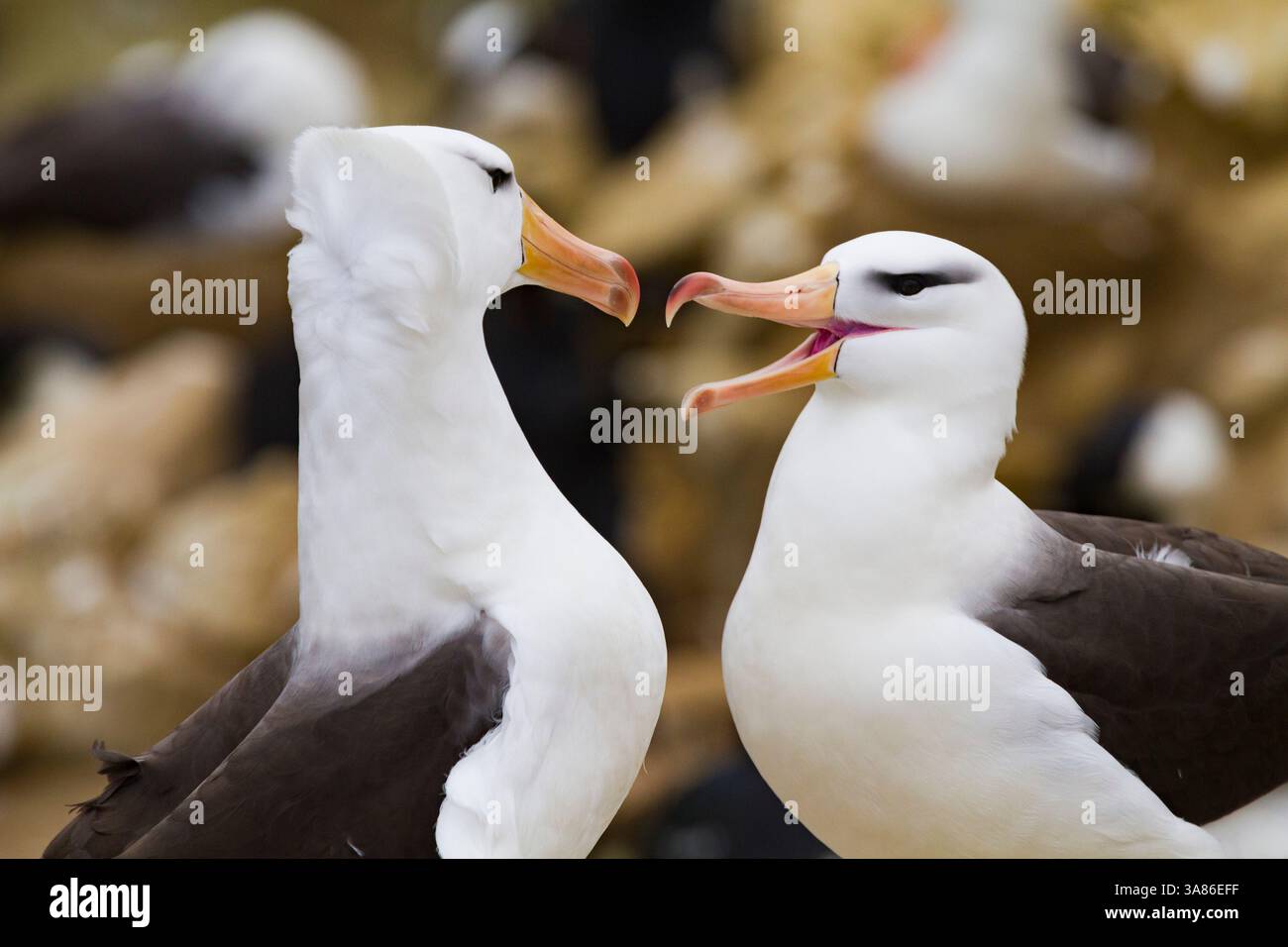 Colonia di riproduzione di albatros con sopracciglia nere (Thalassarche melanophrys) a New Island, nell'isola di Falkland. Foto Stock