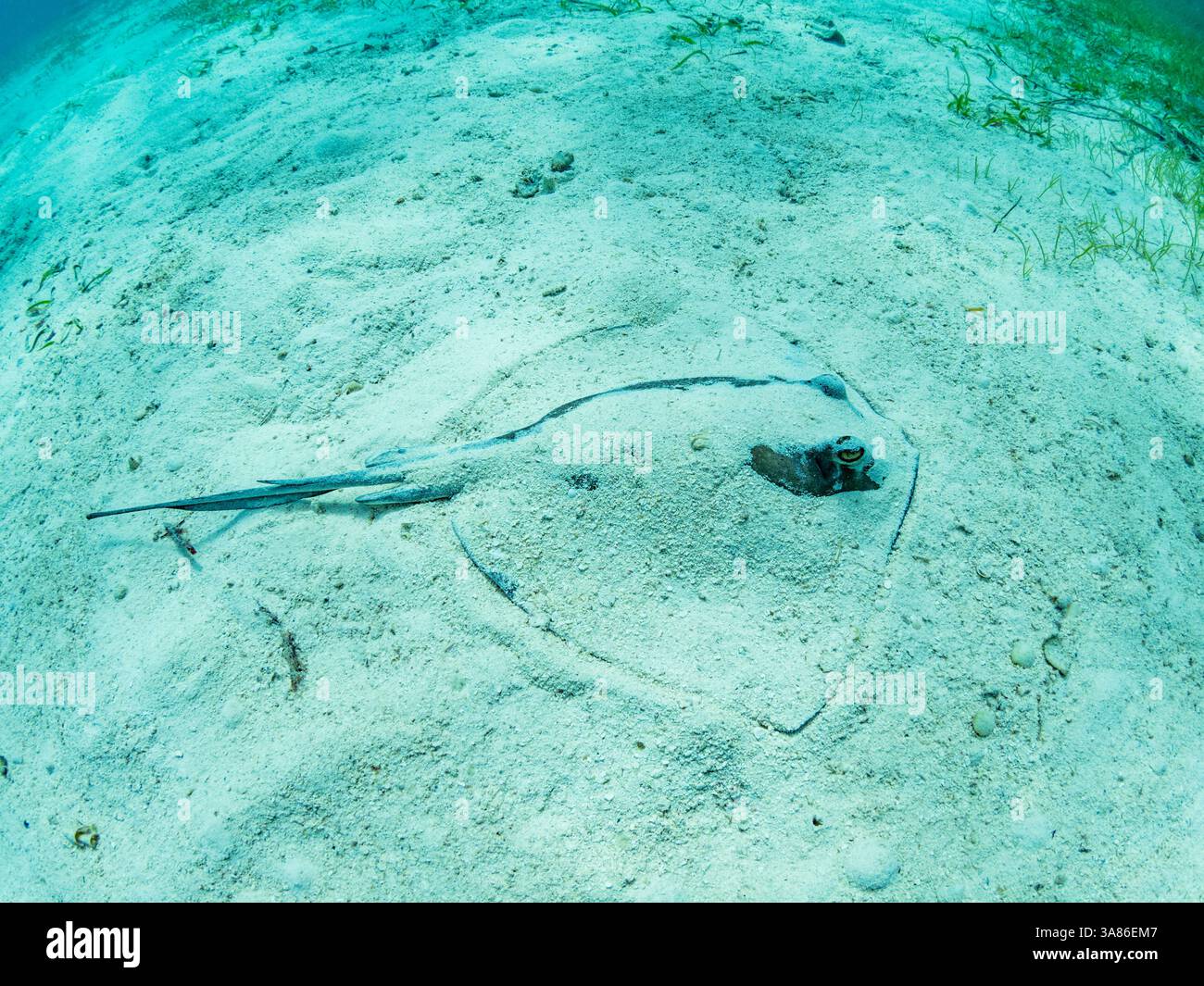 Pastinaca meridionale (Hypanus americanus) sepolta in Shark and ray alley, Caye Caulker, Barriera Corallina mesoamericana, Belize Foto Stock
