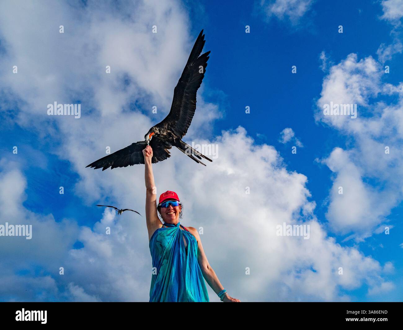 Il turista dà da mangiare al magnifico fregata magnificens, presso la stazione di alimentazione, la barriera corallina mesoamericana, Belize Foto Stock