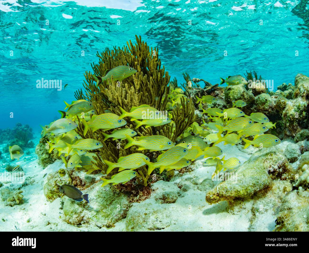 Vista subacquea del sistema di barriere coralline di Half Moon Caye, UNESCO, della barriera corallina mesoamericana, Belize Foto Stock