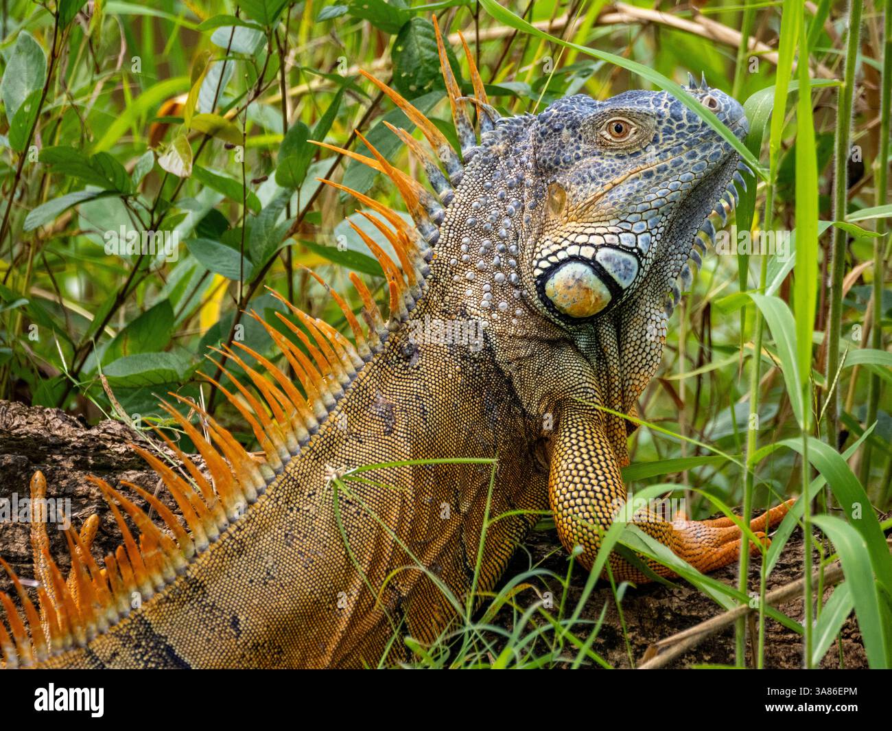 Iguana verde maschile adulto (iguana iguana), sul New River vicino a Lamanai, Belize Foto Stock