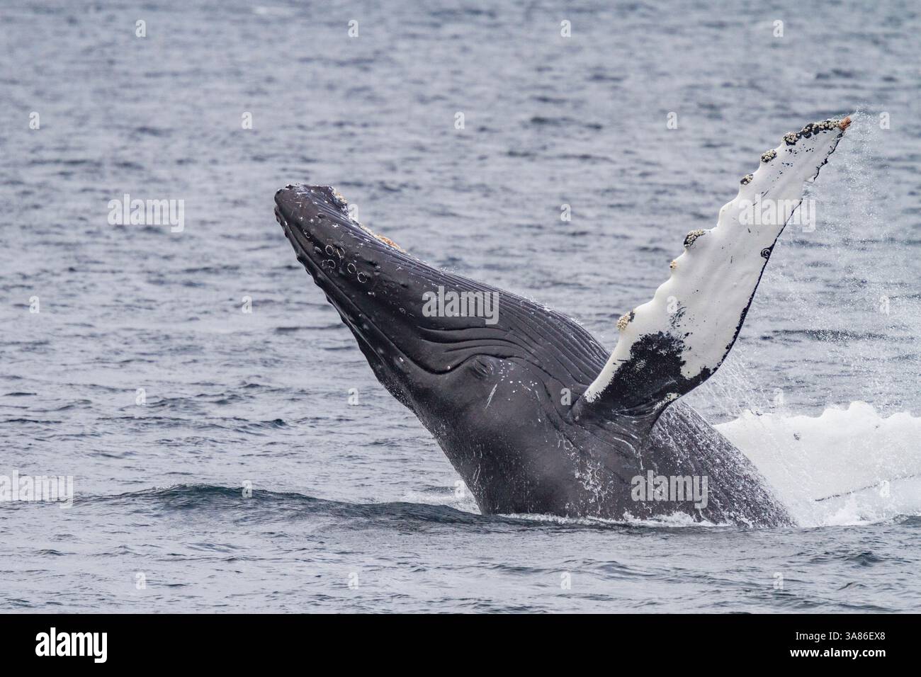 Megattere adulte (Megaptera novaeangliae) che sventola lungo il lato occidentale dello stretto di Chatham in Alaska, Stati Uniti d'America Foto Stock